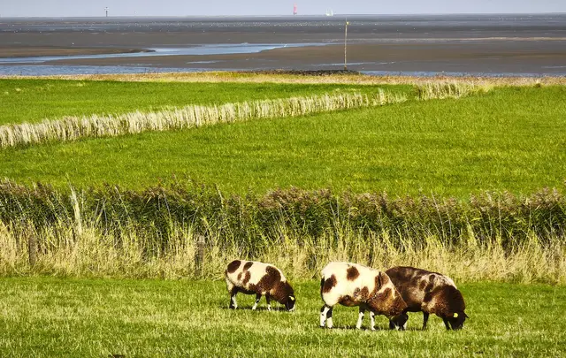 Interessante Schafe | Foto: Shima Mahi