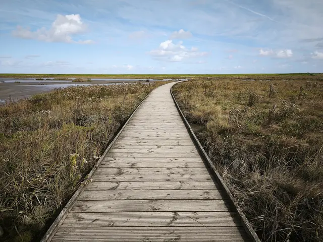 Salzwiesenpflanzen siedeln sich im Langwarder Groden an. | Foto: Shima Mahi