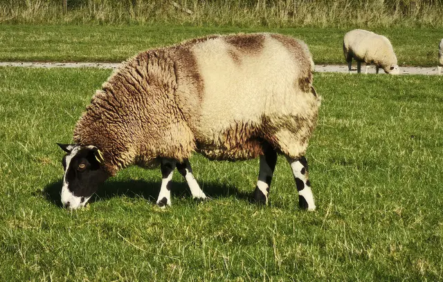 Es sieht aus wie eine Mischung aus Schaf und Kuh. | Foto: Shima Mahi