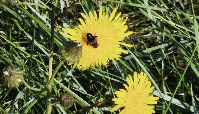 Interessantes Insekt | Foto: Shima Mahi