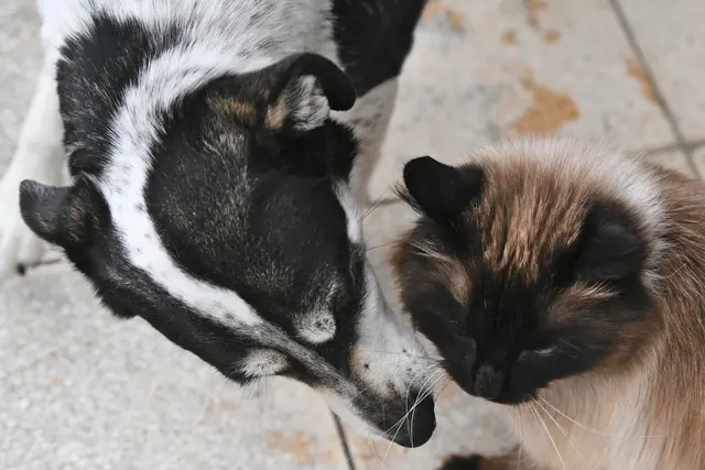 Geburtstagsküsschen