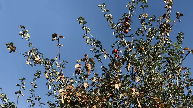 Auf der Streuobstwiese können die Äpfel geerntet werden. Foto: Helmut Kuzina