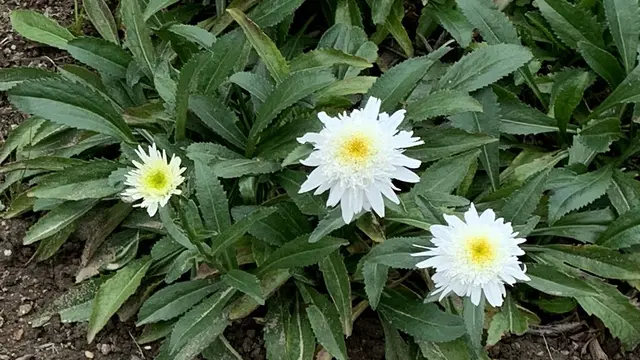 Um die zweite Blüte bei Edelweiß-Margeriten zu erzielen, wurden die verblühten Stängel nach der ersten Blüte kräftig zurückgeschnitten. Foto: Helmut Kuzina