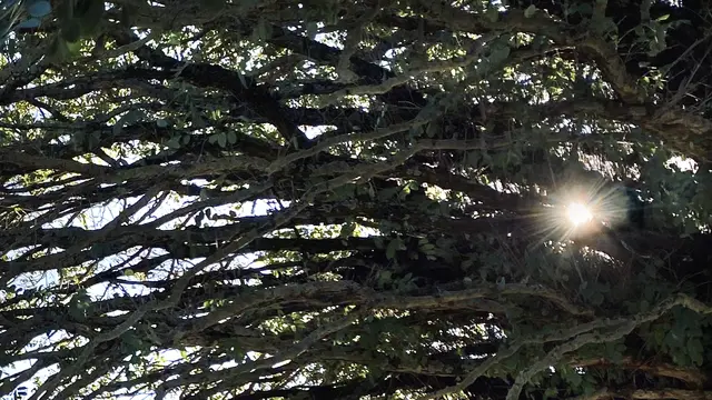 Die Herbstsonne schafft es, die Zweige der alten Robinie zu durchleuchten. Foto: Helmut Kuzina