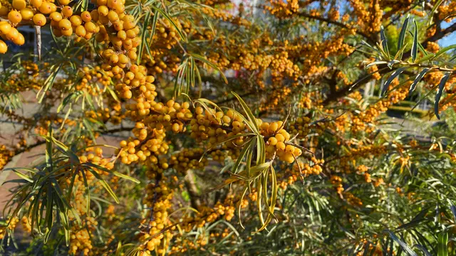 Hier und da sind die leuchtenden Beeren der Sanddornsträucher zu entdecken. Die orangeroten Früchte werden wegen ihres hohen Vitamin-C-Gehaltes geschätzt. Foto: Helmut Kuzina
