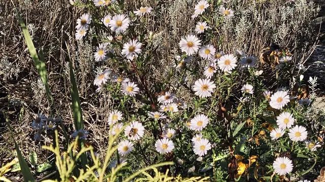 Die Astern sind auch als Sternblumen bekannt. Foto: Helmut Kuzina