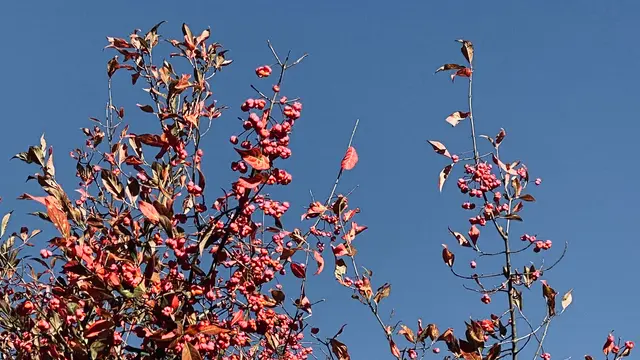 Die rotgefärbten Früchte und Blätter des Pfaffenhütchens erscheinen vor dem blauen Himmel sehr intensiv. Foto: Helmut Kuzina