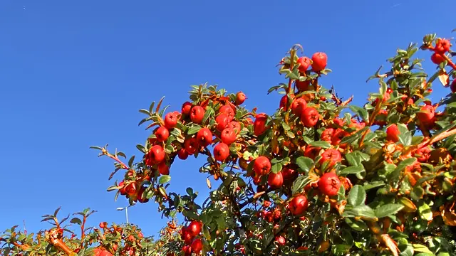 Die Natur setzt im Herbst auf Rot. Die roten Früchte der Zwergmispeln (Cotoneaster) bilden einen herrlichen Kontrast zum Himmel. Foto: Helmut Kuzina