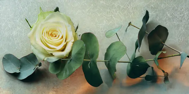 Stillleben mit weißer Rose und Eukalyptuszweig ...
