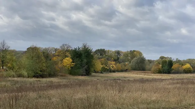 Die Baum- und Strauchhecke am Stadtrand von Wismar färbt sich nach und nach immer mehr. Foto: Helmut Kuzina