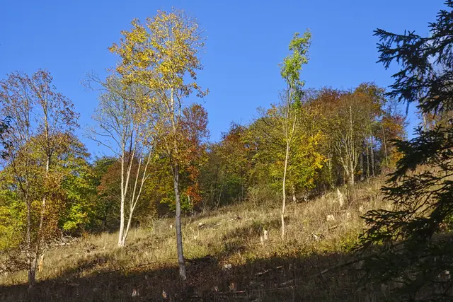 im Großem Mühlental