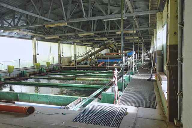 Blick in die Forellenzuchtanlage