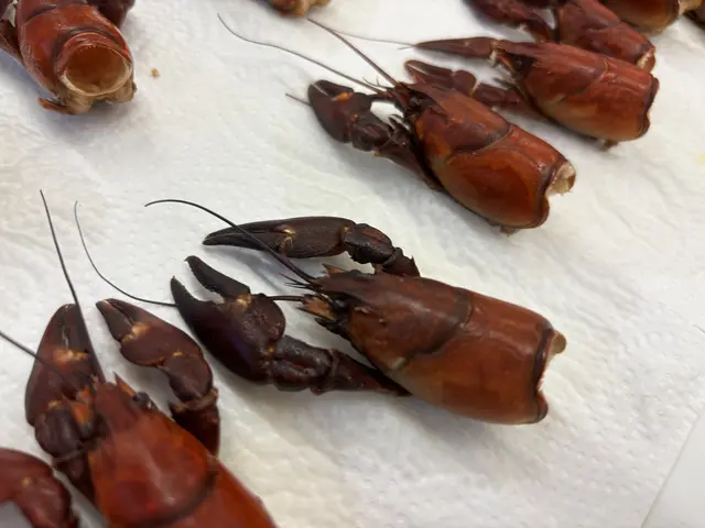 Das ist der Rest der Flußkrebese. Sie dienten noch zur Dekoration. Man könnte aus diesen Karkassen auch noch eine Krebsbutter zubereiten. | Foto: Otto Killensberger