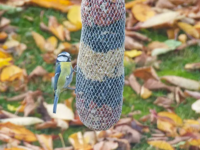 Aufnahme bei wolkenverhangenem Himmel ! Aufgrund der großen Brennweite (1000mm) bei Verschlusszeiten von ca. 1/40 s. sind alle  Aufnahmen etwas unscharf !