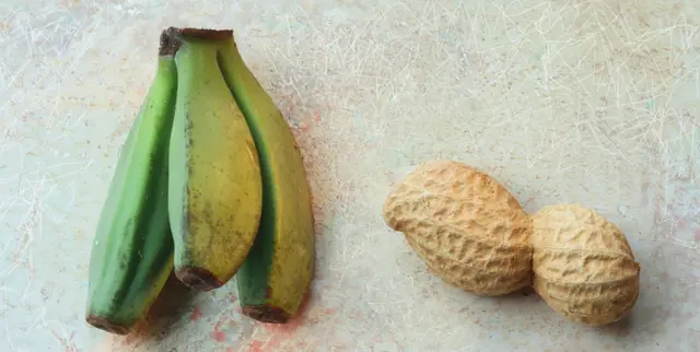 'Musa basjoo'-Früchte im Größenvergleich