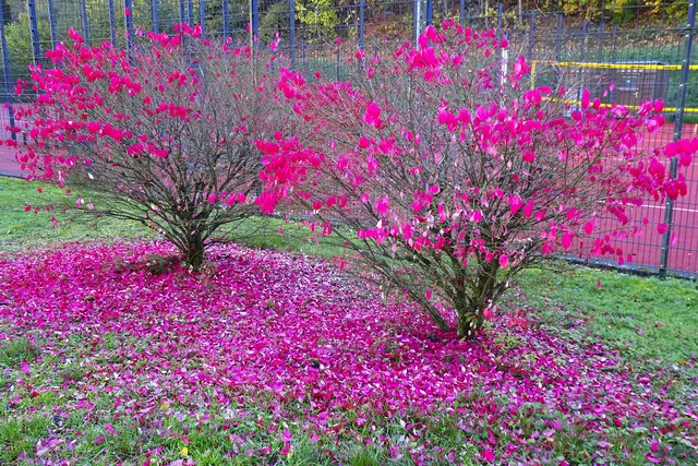 am Weg neben dem Spielplatz Altenbrak