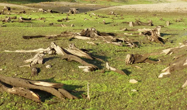 Und kurzerhand wurden und werden für die expentionell gewachsene Menschheit, die für das Leben so wichtigen Wälder abgeholzt, die Sauerstoff produzieren, die kühlen und Wasser speichern, und die für unser Leben unverzichtbar sind.  | Foto: Kurt Wolter