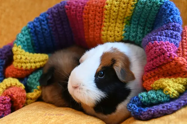 Meerschweinchenliebe (Foto: Katja Woidtke)

Pelle und Emil | Foto: Katja Woidtke