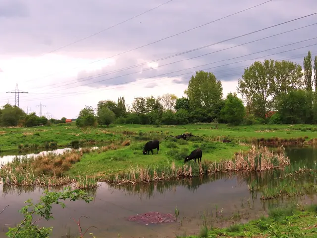 Wasserbüffelfarm bei Vörie