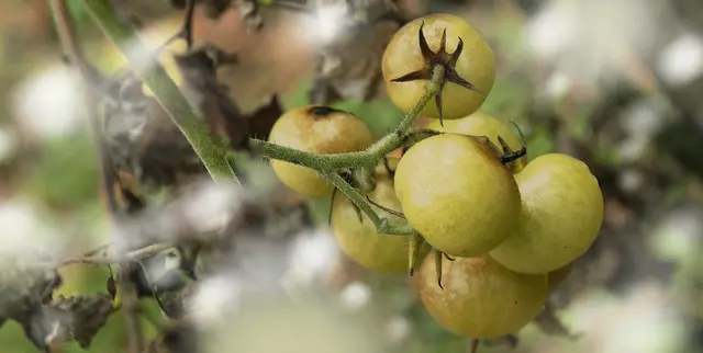 Gelbfruchtige Tomaten (Solanum lycopersicum)