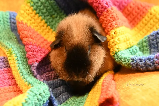 Meerschweinchenliebe (Foto: Katja Woidtke)

Pelle | Foto: Katja Woidtke