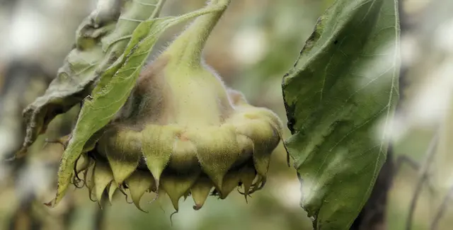 Die 'Gewöhnliche Sonnenblume' (Helianthus annuus)