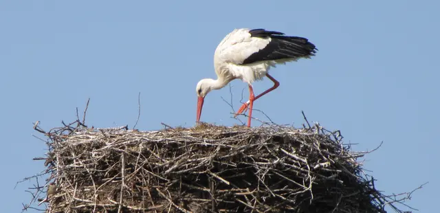 Auf dem wohl einst höheren Kirchturm haben Störche ihr Nest angelegt.