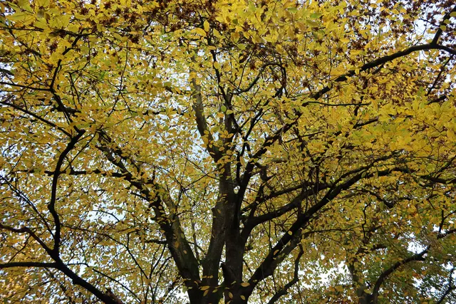 der Gingko im herbstlichen Kleid