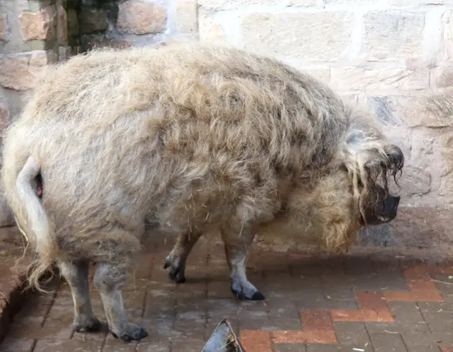 Wollschwein/Mangalicaschwein, auch eine alte ungarische Haustierrasse
die Ferkel sind gestreift wie Frischlinge