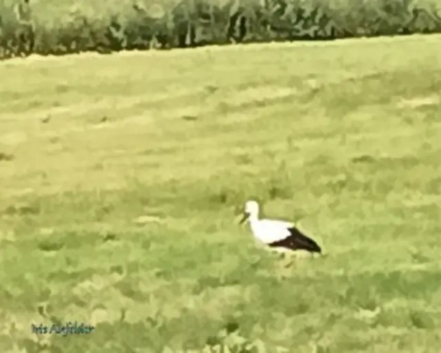 Foto: Iris Alefelder