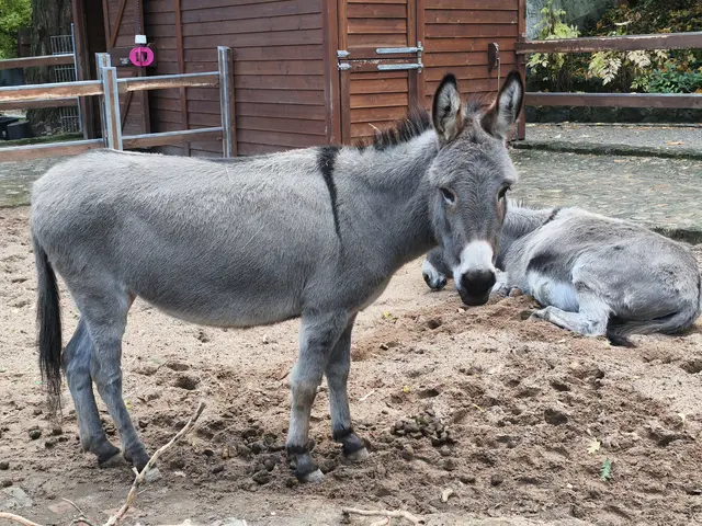 zwei Thüringer Waldesel
