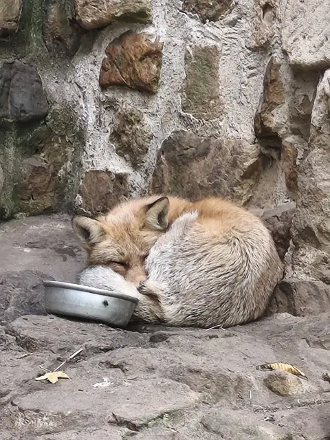 Rotfuchs
