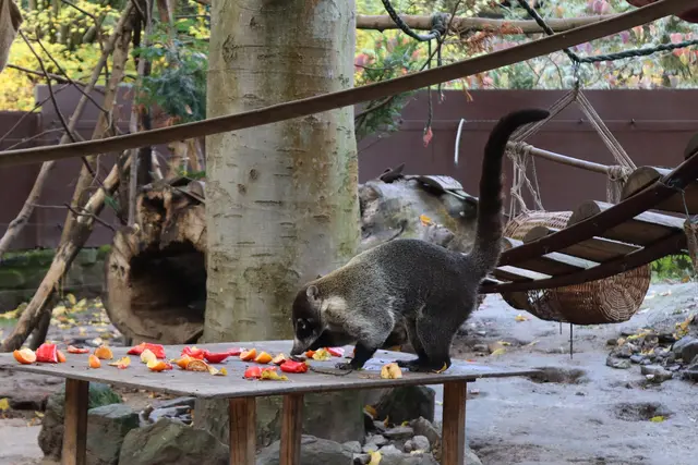 Weißrüssel Nasenbär sind Dank der Freunde des Heimatnaturgarten in Weißenfels.