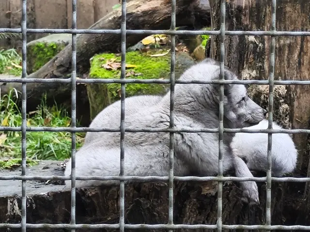 Polarfuchs, aus dem hohen Norden