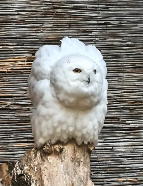 Schneeeulen bewohnen den subarktischen Bereich, von Alsaka bis Sibirien