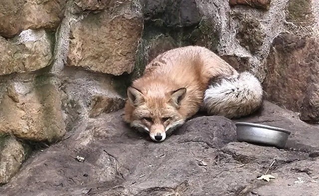 Rotfuchs