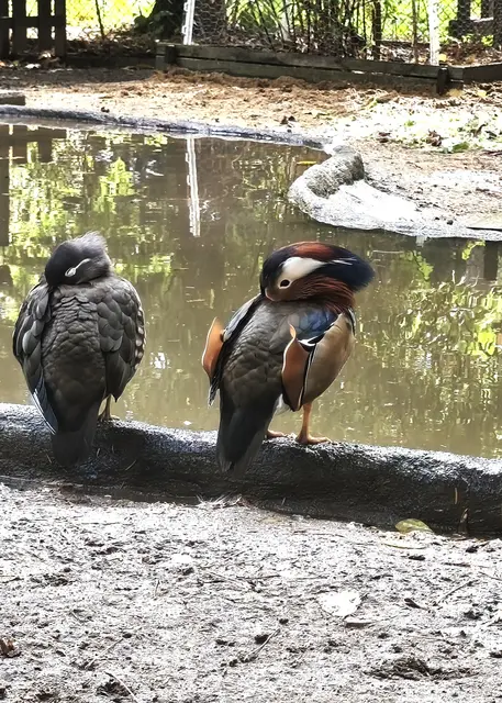 Mandarinenten Paar