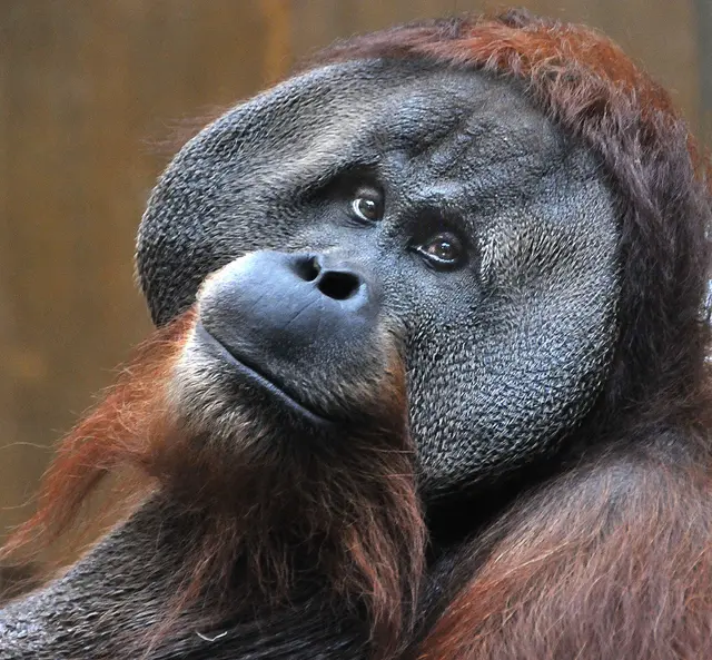 Orang-Utans im Zoo Hannover (2016/2017)
