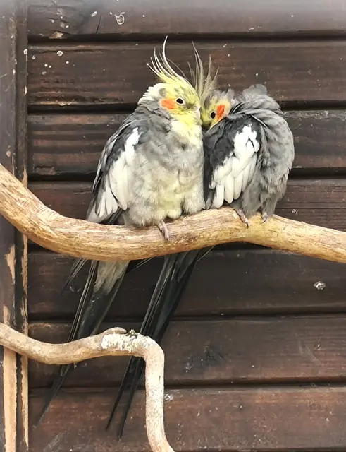 australische Nymphensittiche