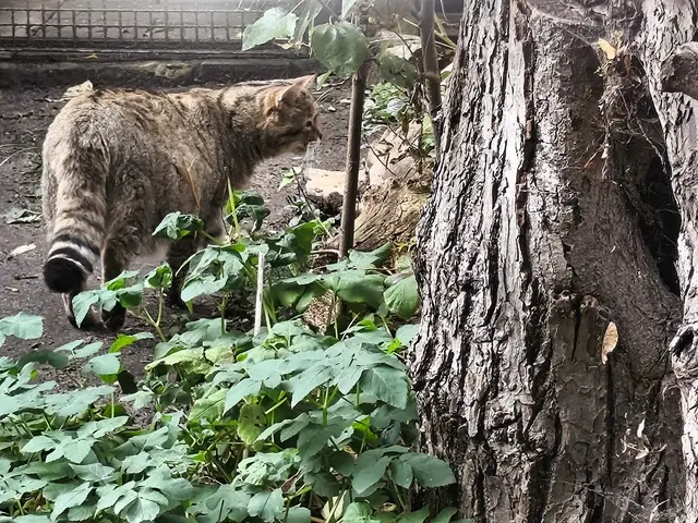die einheimische scheue Wildkatze