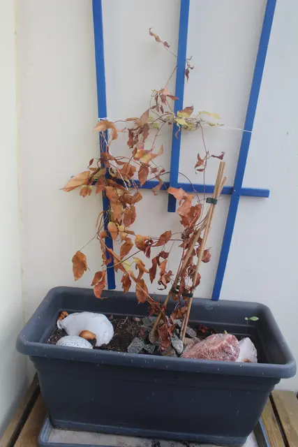 Im Sommer noch ein Blütentraum...