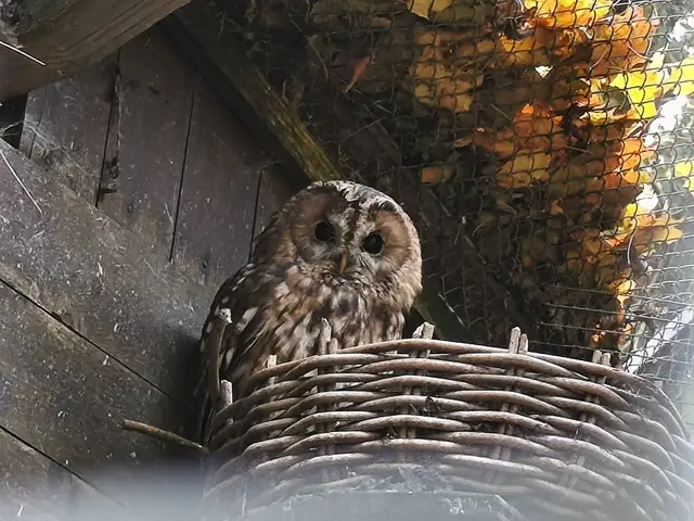 Waldkäuzchen