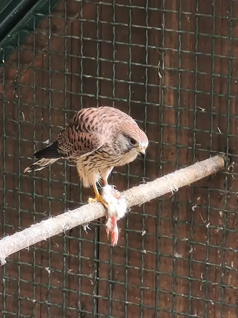 Turmfalke