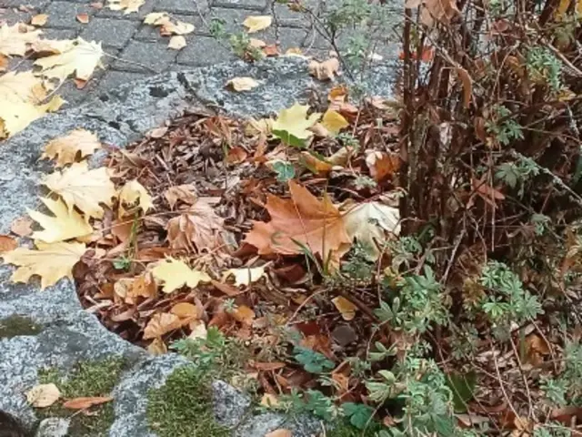 Foto: Iris Alefelder