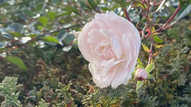 Die Strauchrose hat ihre Blütenranke auf die Hecke gelegt. Foto: Helmut Kuzina