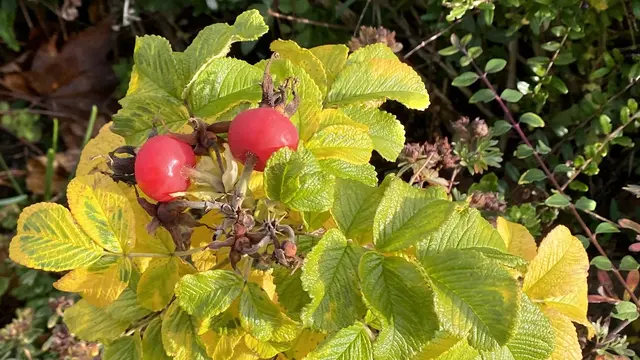 Rot leuchten die Früchte der Kartoffelrose. Foto: Helmut Kuzina