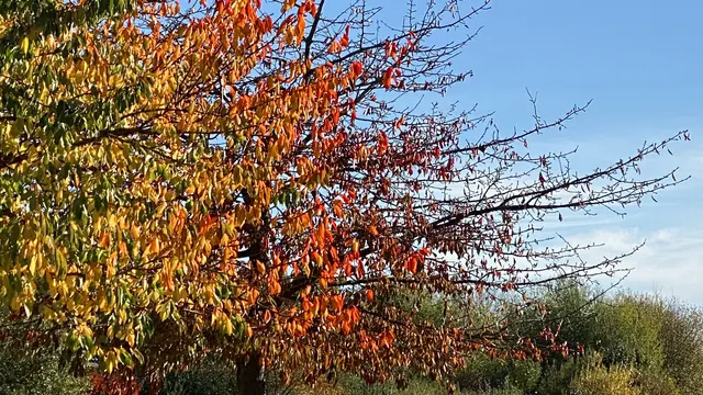 Auch das Laub der Kirschbäume passt sich dem Herbst an. Foto: Helmut Kuzina