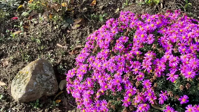 Die Herbstastern stechen durch ihre kräftigen Farben hervor. Foto: Helmut Kuzina