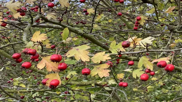 In der Feldhecke bieten die Früchte des Weißdorns den Vögeln eine wichtige Nahrungsquelle. Foto: Helmut Kuzina