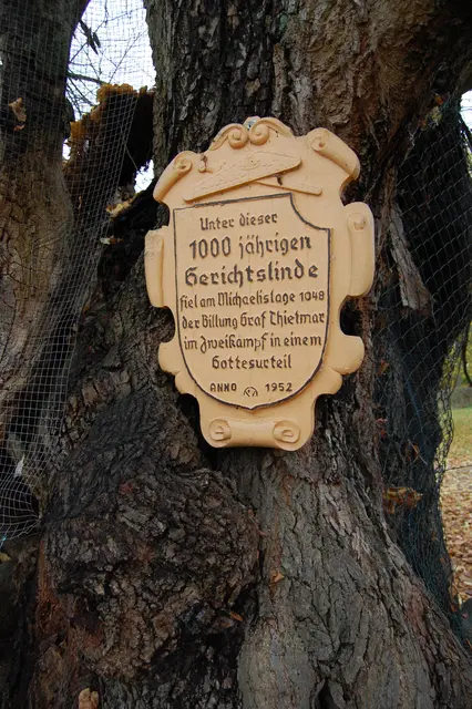 Schon damals muss der Baum mächtig gewesen sein. | Foto: Kurt Wolter